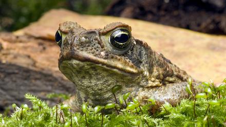 Eine Agakröte (Rhinella marina), die in Australien eine invasive Art ist.