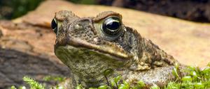 Eine Agakröte (Rhinella marina), die in Australien eine invasive Art ist.