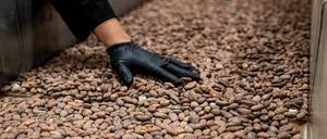 Kakaobohnen laufen übers Band.