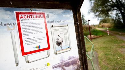 An der Vogelgrippe sind bereits viele Kraniche an den Linumer Teichen in Brandenburg gestorben.