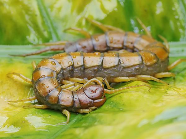 A centipede is looking for prey on taro leaves. This multi-legged animal has the scientific name Scolopendra morsitans.