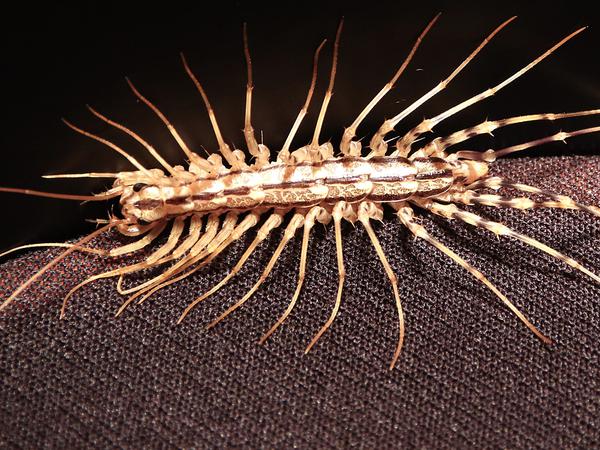 Hundertfüßer Spinnenläufer Scutigera coleoptrata