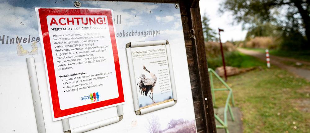 An der Vogelgrippe sind bereits viele Kraniche an den Linumer Teichen bei Fehrbellin (Kreis Ostprignitz-Ruppin) gestorben.