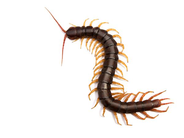 Giant centipede Scolopendra subspinipes isolated on white background., 12.10.2020, Copyright: xkirisa99x Panthermedia25847036