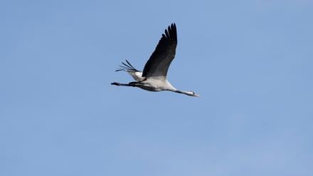 Er fliegt noch - um die 1.000 Kraniche sind an den Linumer Teichen wegen der Vogelgrippe aber bereits gestorben. 