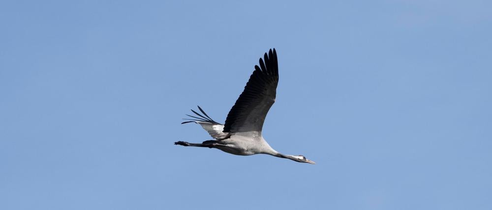 Er fliegt noch - um die 1.000 Kraniche sind an den Linumer Teichen wegen der Vogelgrippe aber bereits gestorben.