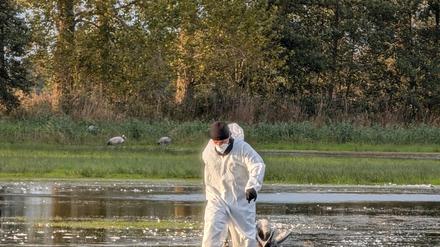 Ein Helfer zieht im Linumer Teichland einen toten Kranich aus dem Wasser, der an der Vogelgrippe gestorben ist. (Foto Handout) 