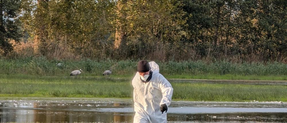 Ein Helfer zieht im Linumer Teichland einen toten Kranich aus dem Wasser, der an der Vogelgrippe gestorben ist. (Foto Handout)