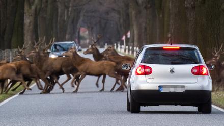 Gleich mehrere ausgewachsene Rothirsche überqueren eine Straße zwischen dem brandenburgischen Treplin und Sieversdorf (Oder-Spree), aufgenommen am 24.03.2011.
