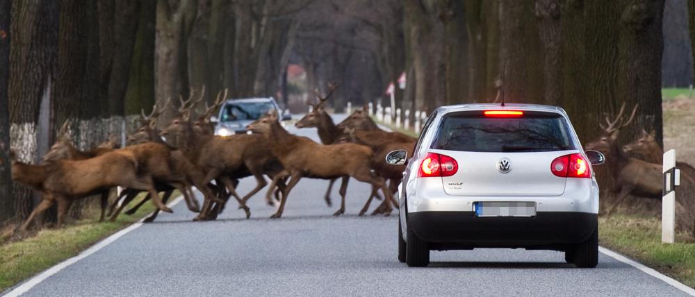Gleich mehrere ausgewachsene Rothirsche überqueren eine Straße zwischen dem brandenburgischen Treplin und Sieversdorf (Oder-Spree), aufgenommen am 24.03.2011.