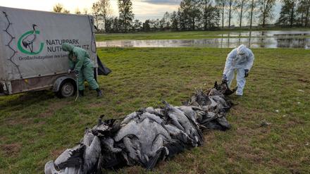 In den deutschen Rastgebieten der Kraniche sterben derzeit viele Tiere an der Vogelgrippe. 