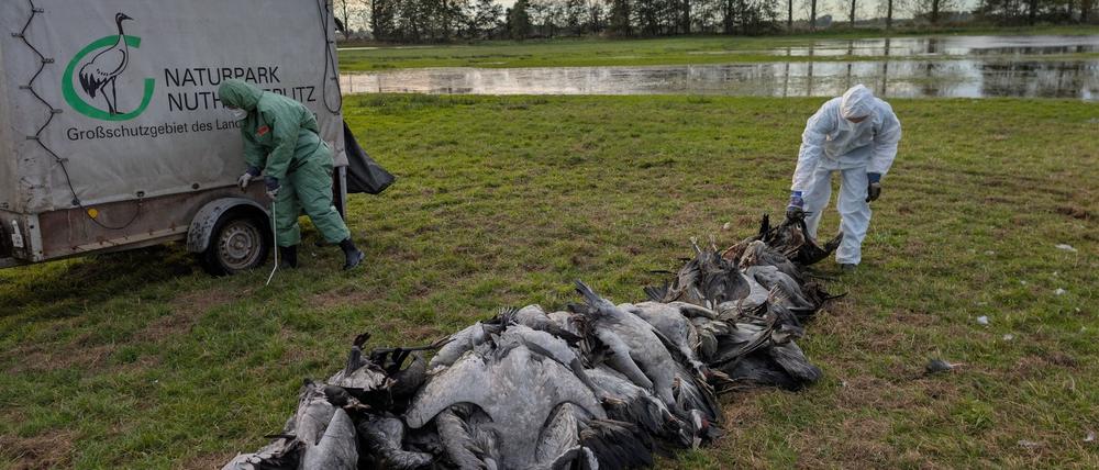In den deutschen Rastgebieten der Kraniche sterben derzeit viele Tiere an der Vogelgrippe.