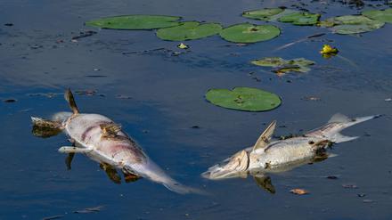 Vor drei Jahren trieben auf der Oder tonnenweise toter Fische. (Archivbild)