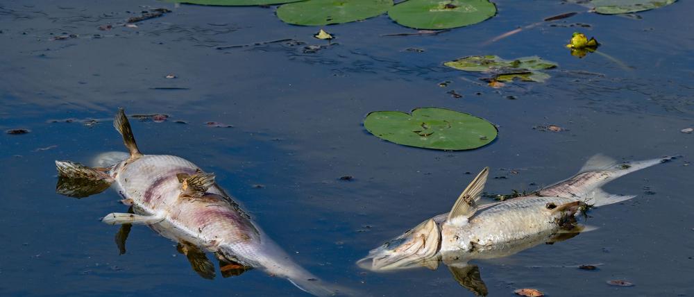 Vor drei Jahren trieben auf der Oder tonnenweise toter Fische. (Archivbild)