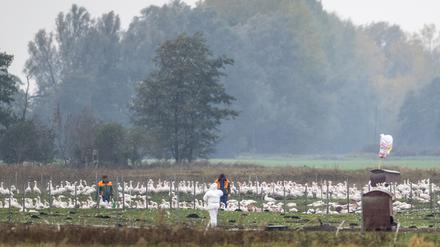 Mitarbeiter stehen auf einer Wiese mit Gänsen. Auf einem Gänsehof in Kremmen sind rund 5000 Gänse vom Ausbruch der Geflügelpest betroffen und mussten getötet werden.