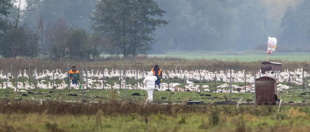 Mitarbeiter stehen auf einer Wiese mit Gänsen. Auf einem Gänsehof in Kremmen sind rund 5000 Gänse vom Ausbruch der Geflügelpest betroffen und mussten getötet werden.