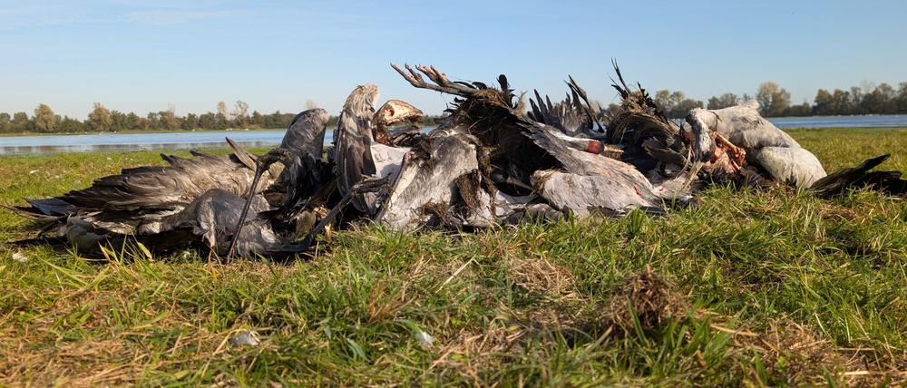 Artenschützer sprechen von einem massenhaften Kranich-Sterben wegen der Vogelgrippe.