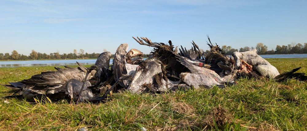 In einem wichtigen Rastgebiet für Zugvögel im Nordwesten Brandenburg sind massenhaft Kraniche an der Vogelgrippe gestorben.