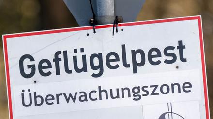 In Baden-Württemberg sind erste Fälle der Vogelgrippe nachgewiesen worden. (Symbolbild)