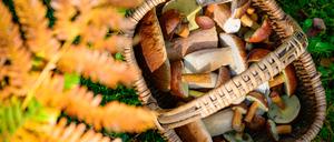 Auf einem Instagram-Video sind mutmaßliche Pilzdiebe zu sehen. (Symbolbild)