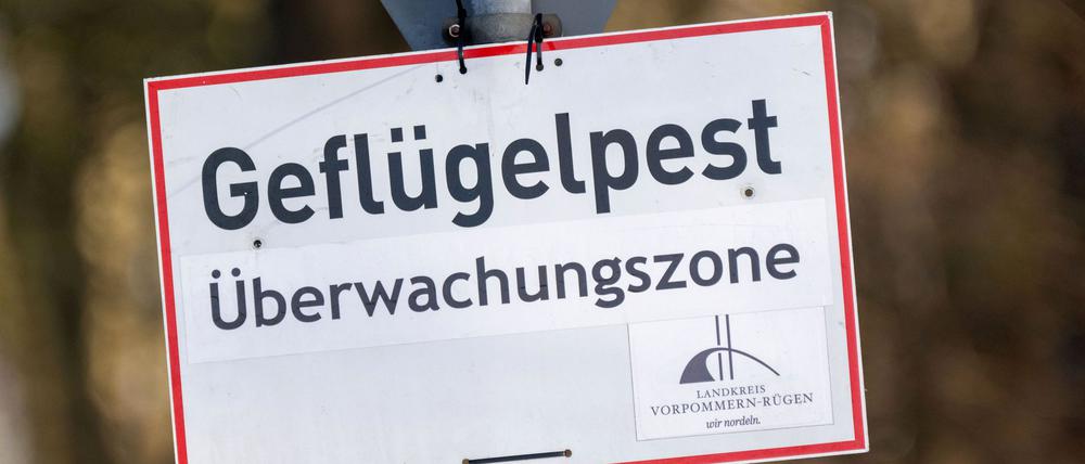 Nach Vogelgrippe-Ausbrüchen in zwei Geflügelhaltungen in Vorpommern mussten rund 150.000 Tiere gekeult werden. (Archivbild)