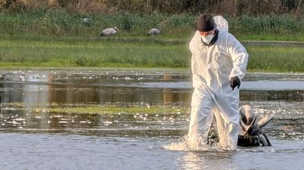 Ein Helfer im Schutzanzug zieht im Linumer Teichland einen toten Kranich aus dem Wasser. 