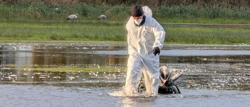 Ein Helfer im Schutzanzug zieht im Linumer Teichland einen toten Kranich aus dem Wasser. Nach Behörden-Schätzung sind mehr als 1.000 Kraniche in Brandenburg an der Vogelgrippe gestorben.