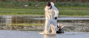 Ein Helfer im Schutzanzug zieht im Linumer Teichland einen toten Kranich aus dem Wasser. 
