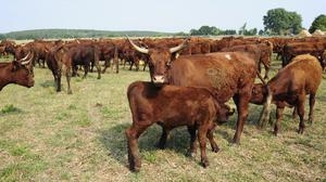 Bei vielen Rinderzüchtern in Brandenburg verbringen die Tiere das ganze Jahr auf der Weide, in einer sogenannten Mutterkuhherde.