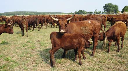 Bei vielen Rinderzüchtern in Brandenburg verbringen die Tiere das ganze Jahr auf der Weide, in einer sogenannten Mutterkuhherde.