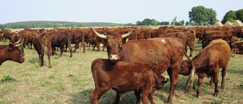 Bei vielen Rinderzüchtern in Brandenburg verbringen die Tiere das ganze Jahr auf der Weide, in einer sogenannten Mutterkuhherde.