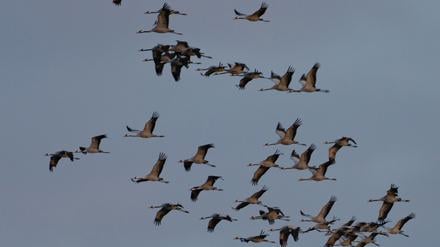 Zehntausende Kraniche rasten jedes Jahr im Linumer Teichgebiet. In diesem Herbst sind die Wildvögel in bislang ungekanntem Ausmaß von der hoch ansteckenden Vogelgrippe betroffen.