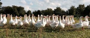 Gänsezucht unter freiem Himmel