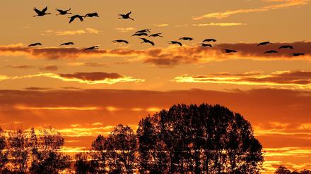 Der Herbstzug der Kraniche ist normalerweise ein Naturschauspiel im Linumer Teichland - jetzt erlebt der kleine Ort im Nordwesten Brandenburgs wegen der Vogelgrippe einen herben Rückschlag.  (Archivbild)
