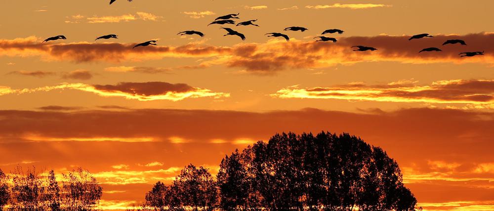 Der Herbstzug der Kraniche ist normalerweise ein Naturschauspiel im Linumer Teichland - jetzt erlebt der kleine Ort im Nordwesten Brandenburgs wegen der Vogelgrippe einen herben Rückschlag.  (Archivbild)