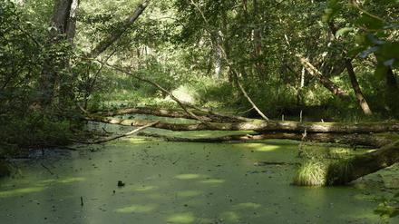 Von der Löcknitz gehen zahlreiche kleine Nebenarme ab, die zum Teil recht zugewachsen und verwildert sind. *** From the Löcknitz, numerous small tributaries branch off, some of which are quite overgrown and overgrown 