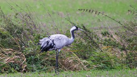 Die Vogelgrippe bedroht die Kraniche im Rastgebiet an den Linumer Teichen. 