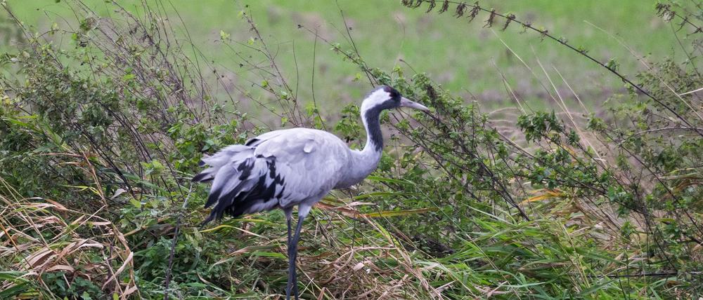 Die Vogelgrippe bedroht die Kraniche im Rastgebiet an den Linumer Teichen.