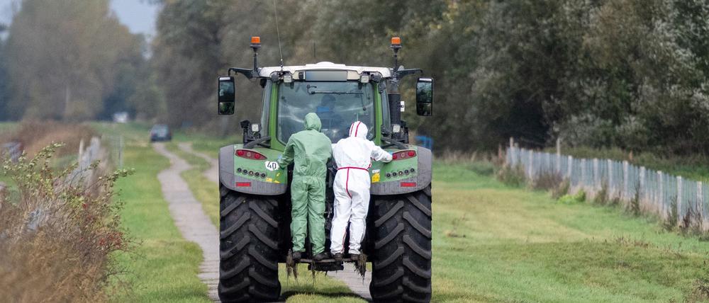 Helfer in Schutzanzügen sind zur Beseitigung toter Kraniche in der Nähe von Linum im Einsatz.
