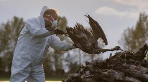 Ein Helfer sammelt einen toten Kranich auf und wirft ihn in eine Traktorschaufel. Die auch als Vogelgrippe bezeichnete Geflügelpest hat sich mittlerweile fast über ganz Deutschland ausgebreitet.
