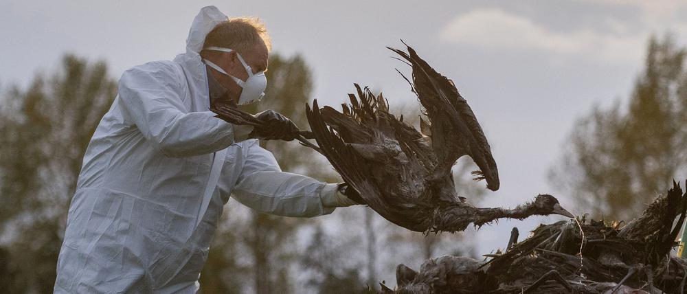 Ein Helfer sammelt einen toten Kranich auf und wirft ihn in eine Traktorschaufel. Die auch als Vogelgrippe bezeichnete Geflügelpest hat sich mittlerweile fast über ganz Deutschland ausgebreitet.