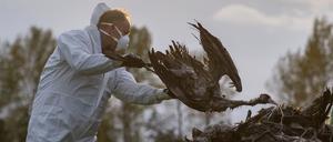 Ein Helfer sammelt einen toten Kranich auf und wirft ihn in eine Traktorschaufel. Die auch als Vogelgrippe bezeichnete Geflügelpest hat sich mittlerweile fast über ganz Deutschland ausgebreitet.