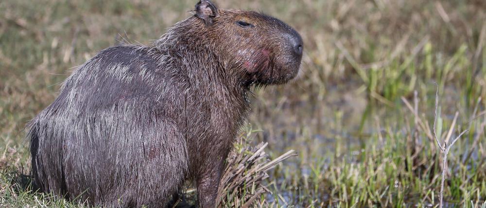 Capybara und andere Wildtiere wurden bei der Operation beschlagnahmt. (Archivbild)