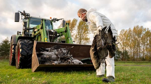 Ein Helfer sammelt einen toten Kranich auf und wirft ihn in eine Traktorschaufel. Die auch als Vogelgrippe bezeichnete Geflügelpest hat sich mittlerweile fast über ganz Deutschland ausgebreitet.