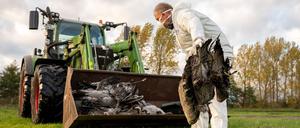 Ein Helfer sammelt einen toten Kranich auf und wirft ihn in eine Traktorschaufel. Die auch als Vogelgrippe bezeichnete Geflügelpest hat sich mittlerweile fast über ganz Deutschland ausgebreitet.
