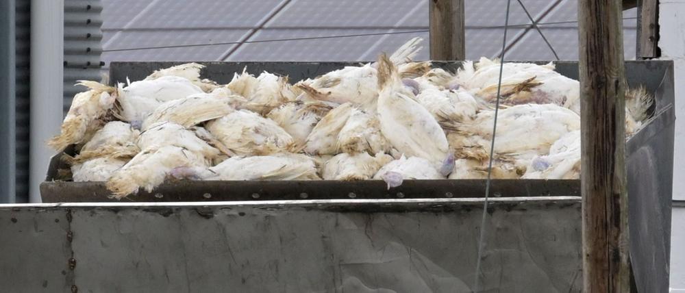 Wenn in einem Geflügelbetrieb die Vogelgrippe nachgewiesen wurde, müssen alle Tiere vorsorglich getötet und vernichtet werden. Die Tierseuchenkasse leistet Entschädigungszahlungen. (Illustration)
