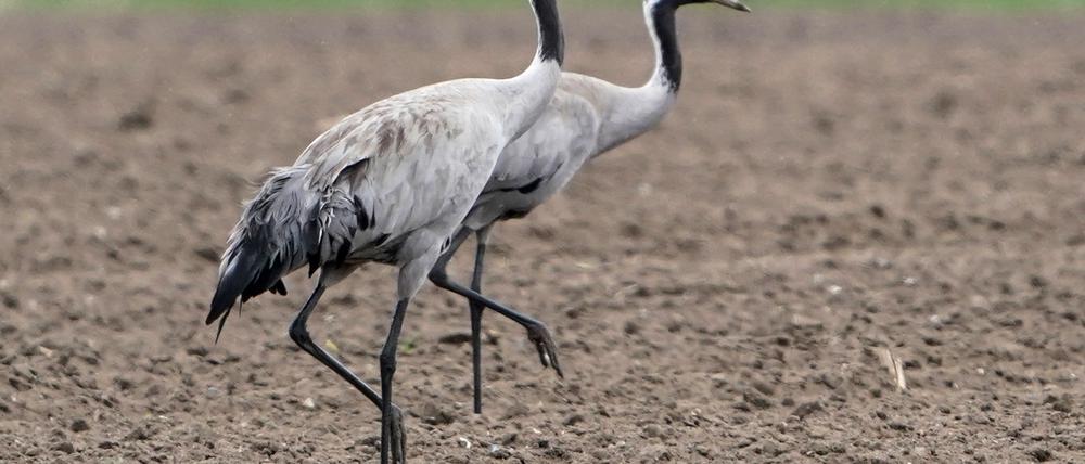Das Vogelgrippe-Virus ist bei zwei verendeten Kranichen in Berlin nachgewiesen worden. (Archivbild)