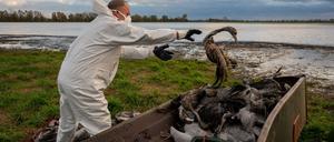 Tote Kraniche kommen in eine Traktorschaufel und später zur Beseitigung in Container. (Archivbild)