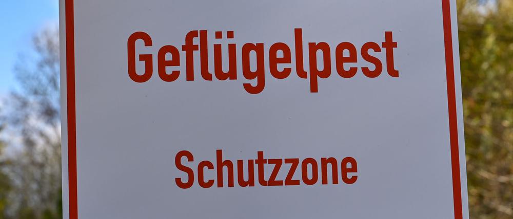 Im Landkreis Märkisch-Oderland sind weitere Geflügelbetriebe mit zehntausenden Tieren von der Vogelgrippe betroffen. (Archivbild)