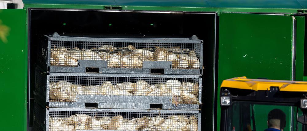 Nach dem Geflügelpest-Ausbruch in Neuhardenberg werden die Enten in einer Box mit Gas getötet.
